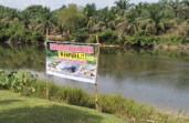 Buaya Senyulong Muncul di Sungai Subayang Kampar, Warga Diminta Waspada