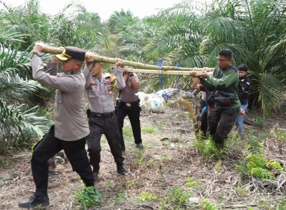 Balai Besar KSDA Riau Evakuasi Buaya di Kebun Warga Pelalawan Riau