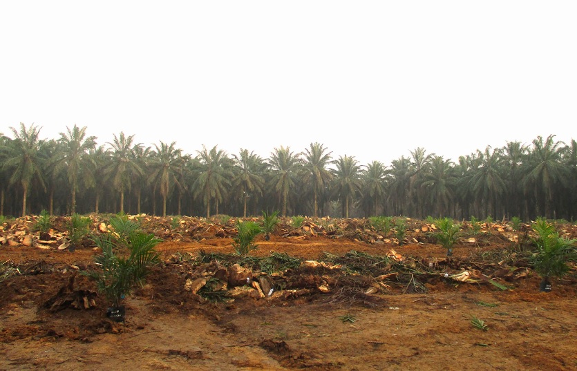 Target PSR Kelapa Sawit di Riau Tahun Ini 10.550 Hektare, Terluas di Pelalawan