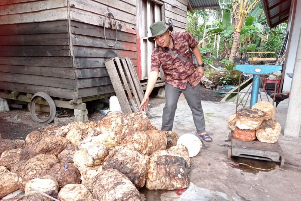 Harga Bahan Olahan Karet di Riau Pekan ini Stabil, Bokar Naik