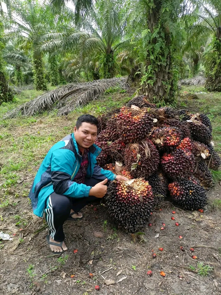 Pupuk Organik NW88, Kian Diminati Petani Sawit Riau
