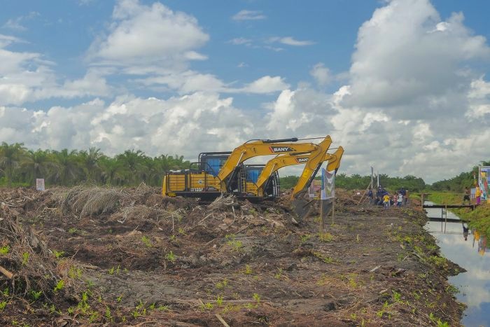Riau Sudah Serap Rp850 Miliar Dana BPDPKS untuk Replanting Sawit Masyarakat