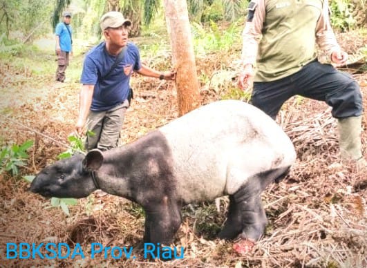 Kasihan, Satu Kaki Tapir Putus Terjerat Kawat Baja di Kebun Sawit Minas