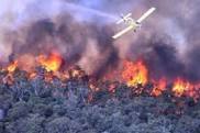 Kebakaran Hutan di Kalbar, 4 Orang Tewas