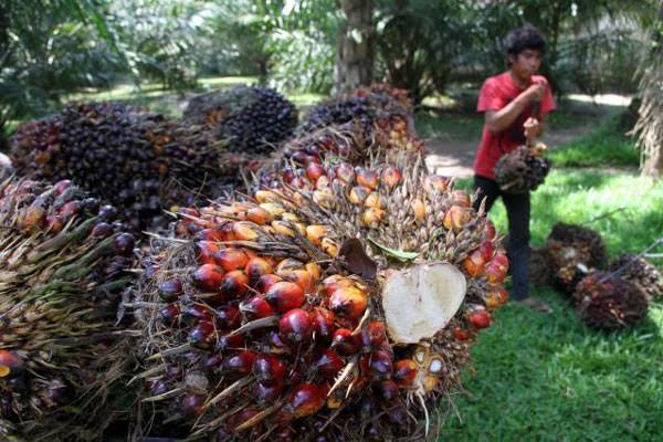 Tahun Ini, Sawit Masih Topang Pertumbuhan Ekonomi Riau