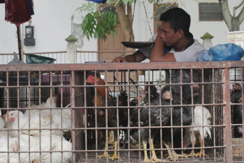 Naik, Ini Nominal Harga Ayam dan Cabai di Pekanbaru