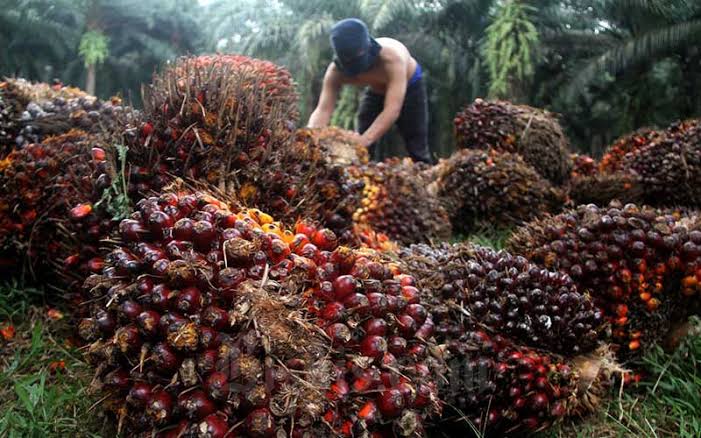 Sempat Menurun, Kini Harga Sawit di Riau Naik Lagi