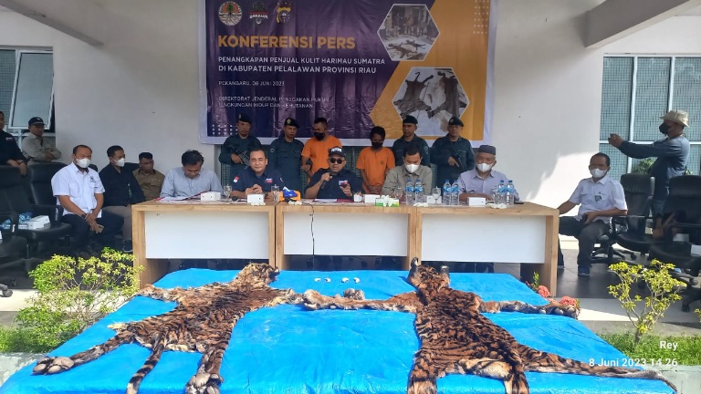 Ringkus Tiga Pelaku Penjual Kulit Harimau di Pelalawan, Gakkum KLHK : Harus Kita Hentikan!