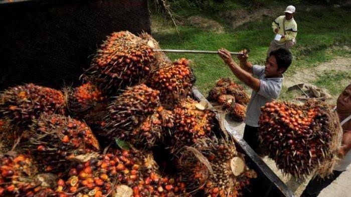 Jelang Akhir 2021, Harga Sawit di Riau Kembali Turun, Berikut Daftarnya