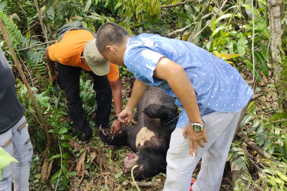 Kakinya Terjerat Tali Jebakan, Seekor Beruang Madu Ditemukan Tewas Di Minas