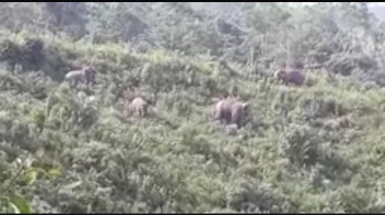 Warga Cerenti, Kuansing Resah, Kawanan Gajah Berkeliaran di Ladang