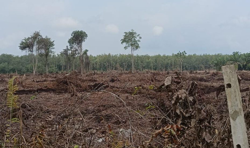 Waduh, 285 Hektar Lahan HTR di Olak Hendak Ditanami Akasia, Warga Berang dan Sepakat Menolak