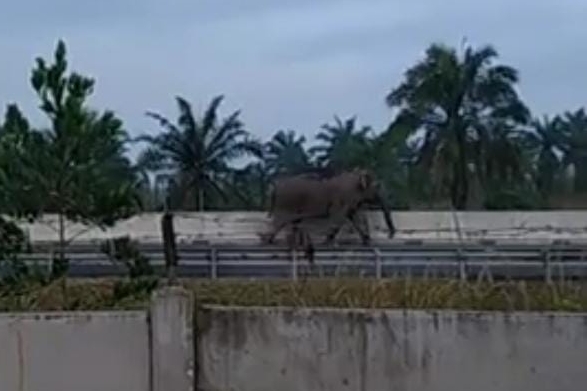Gajah Sumatera Masuk Jalan Tol Pekanbaru - Dumai, Ini penjelasan BBKSDA Riau