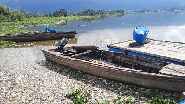 Imbas Cuaca Ekstrem, 500 Ton Ikan Nila Mati Mendadak di Danau Maninjau