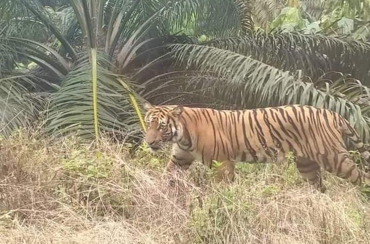 Geger Harimau Berkeliaran di Kebun Sawit Warga Siak, Ternyata Hoaks
