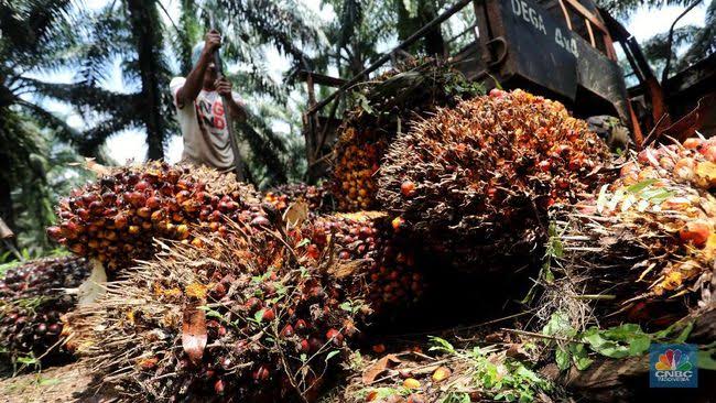 Minggu Pertama 2022, Harga Sawit di Riau Naik jadi Rp 3.179,57/Kg