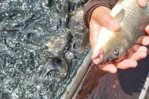 Ribuan Ikan di Waduk PLTA Koto Panjang Mati Mendadak, Nilai Kerugian Diperkirakan Rp4,2 M