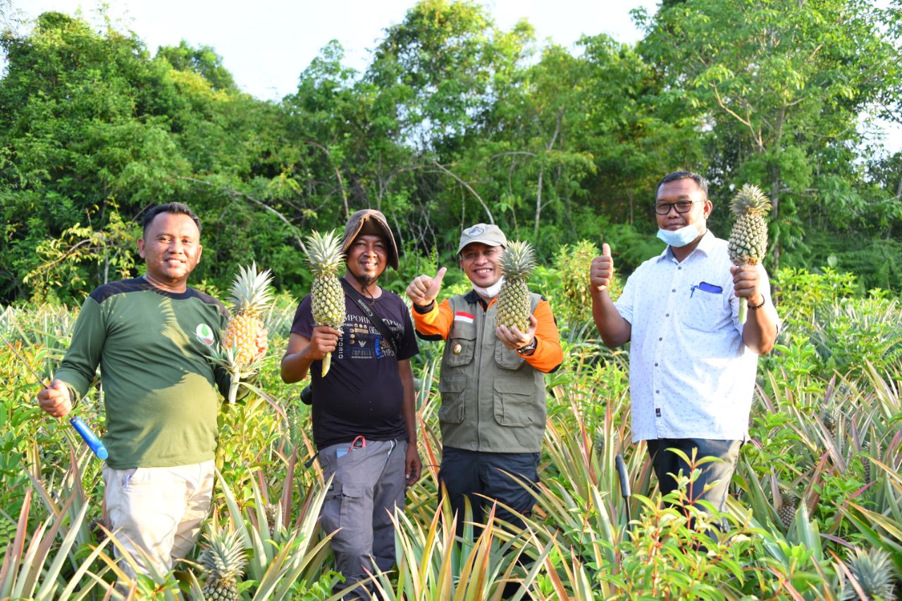Pemkab Bengkalis Dukung Desa Kuala Alam Jadi Produsen Nenas