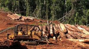 Danrem 031/ Wira Bima : Oknum TNI Terlibat Illegal logging Dipecat