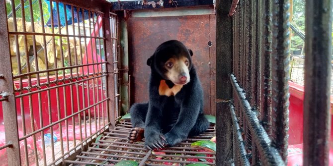 BBKSDA Riau Evakuasi Beruang Madu yang Kakinya Terluka