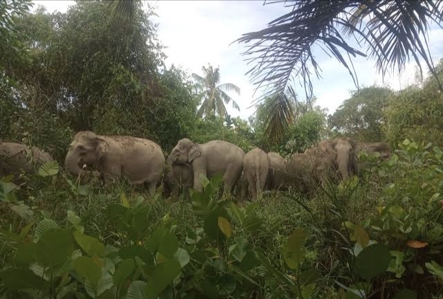 BBKSDA Terus Pantau Konflik Gajah dengan Petani Sawit di Kampar