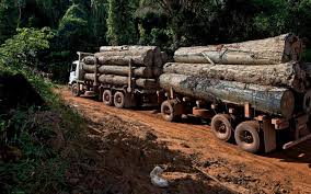 Polisi Temukan Kayu Olahan di Hutan Konservasi RAPP