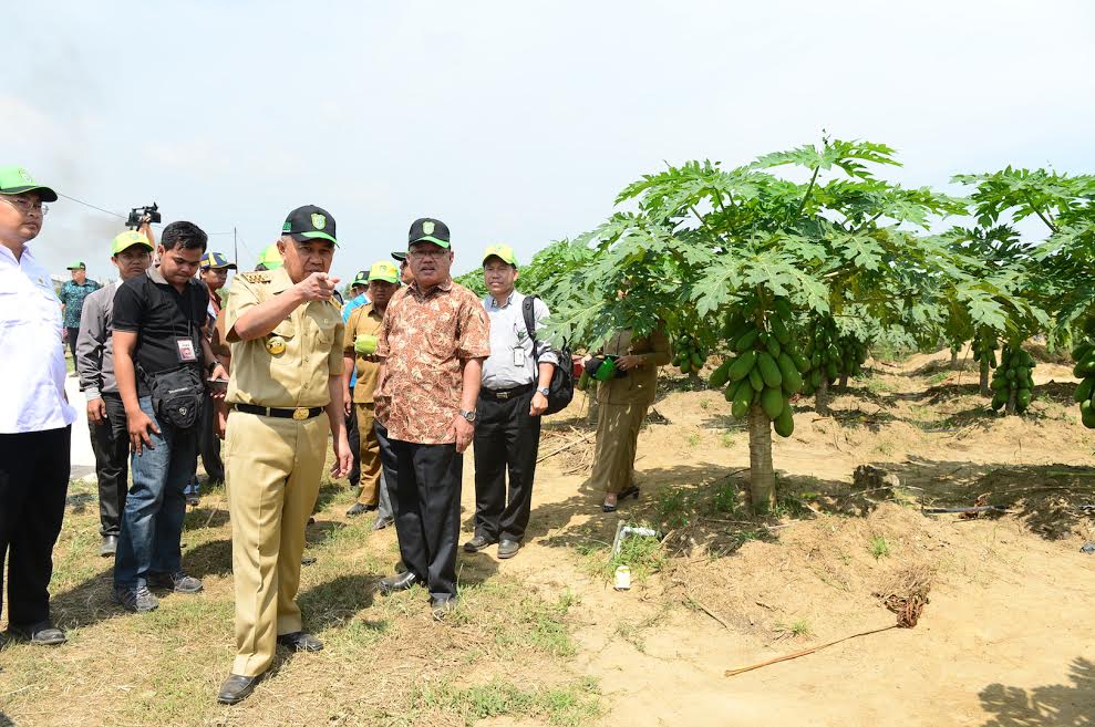 Gubri didampingi Rektor UIR Tinjau Pusat Agribisnis Universitas Islam Riau