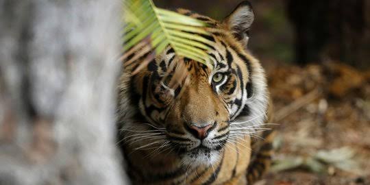 Pria di Riau Ditemukan Tewas Tanpa Kepala Diterkam Harimau