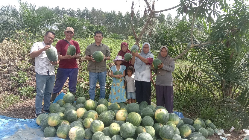 Petani Binaan CSR PT IKPP Sukses Tanam Semangka di Lahan Sawit, 4,5 Ton Habis Terjual Dalam 3 Hari