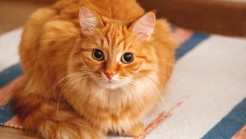 9 Cara Mengusir Kucing Liar Tanpa Menyakiti yang Aman dan Ampuh
