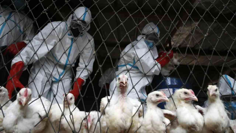 Pj Wali Kota Pekanbaru Imbau Masyarakat Waspadai Wabah Flu Burung
