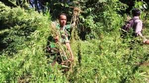 Ditemukan Ladang Ganja di Perbatasan Indonesia-Papua Nugini