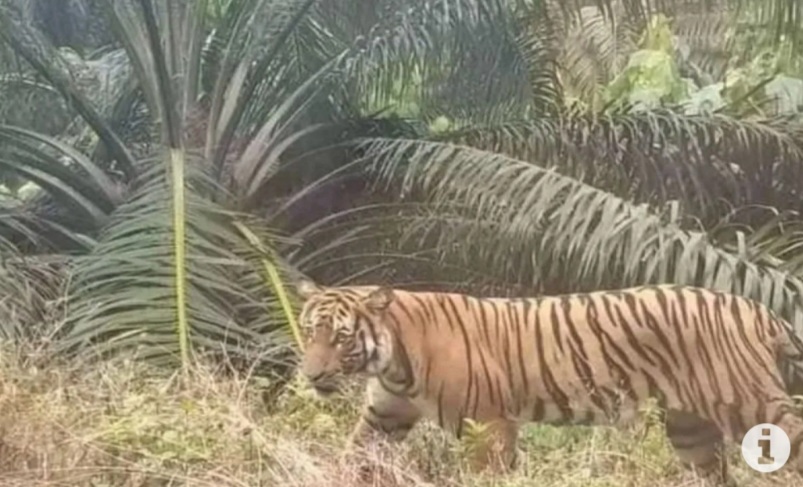 Bikin Heboh Warga, Induk Harimau Sumatera dan Anaknya Terlihat di Batang Cenaku