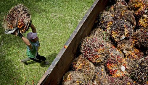 Sempat Turun, Harga Sawit di Riau Naik Lagi dan Cetak Rekor Baru