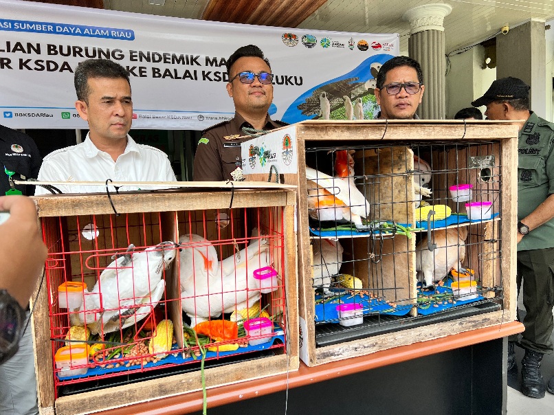 Berasal dari Sitaan dan Serahan Warga, BKSDA Riau Serahkan Enam Ekor Burung Kakatua ke Maluku