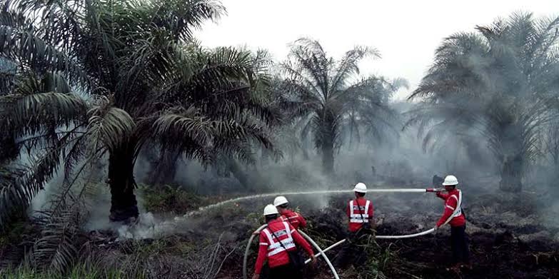 7 Hektare Kebun Sawit Warga di Nagan Raya Aceh Terbakar