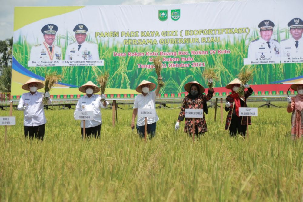 Gubernur dan Wakil Gubernur Riau Kompak Panen Raya Padi di Rohul