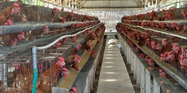 Menteri Pertanian Lepas Ekspor 50 Ton Ayam ke Singapura