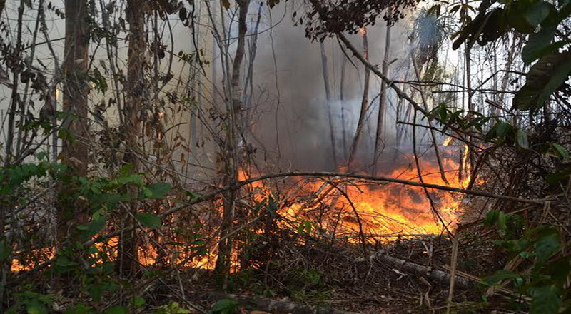 Penanggulangan Kebakaran Hutan Lamban Diakui BNPB