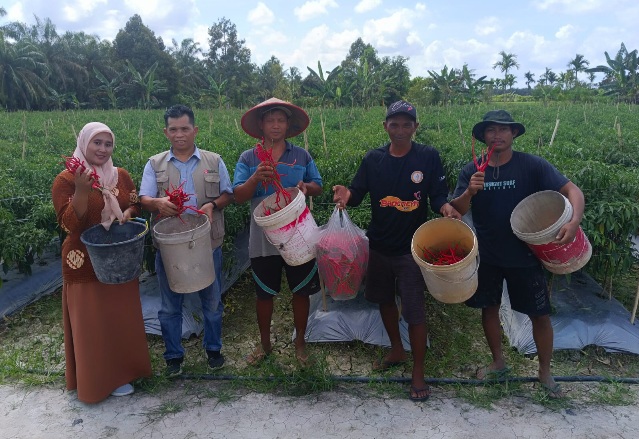 Petani Binaan dari Kecamatan Bungaraya Ini Kini Raup Omset Ratusan Juta Rupiah