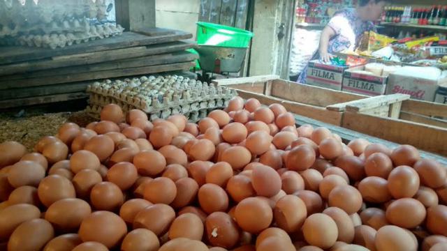 Harga Telur Ayam Broiler Kembali Normal di Bagansiapiapi