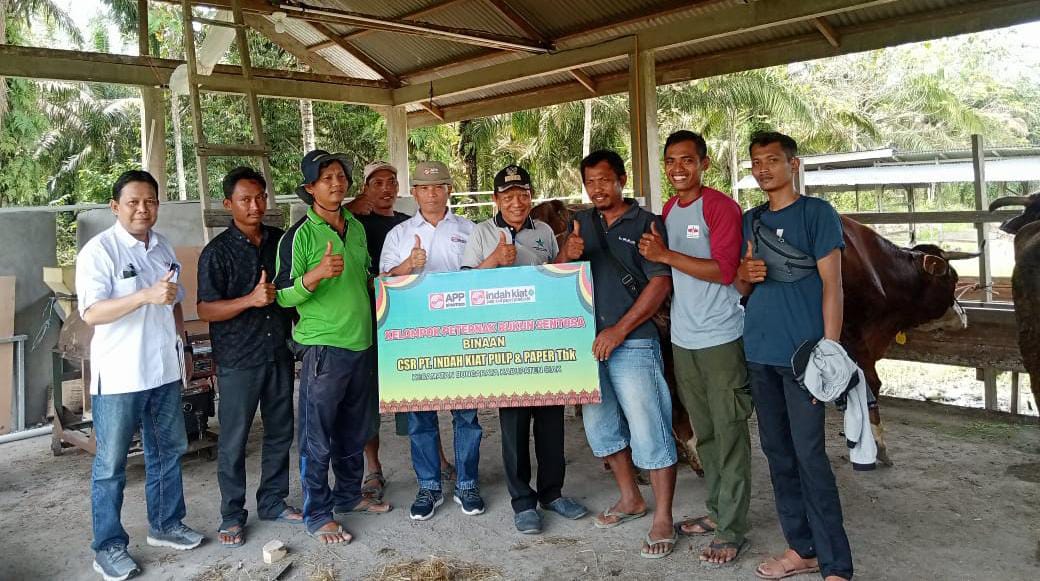 PT IKPP Salurkan 4 Ekor Sapi Indukan Untuk Kelompok Peternak di Bungaraya