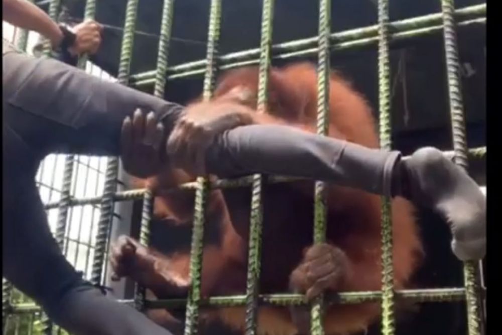 Bikin Konten, Pemuda ini Ditarik Orangutan di Kebun Binatang Kasang Kulim