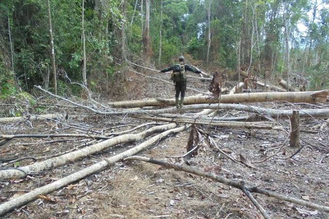 Diduga Garap Lahan Secara Ilegal, AMA Riau Laporkan PT SDG ke Kejagung