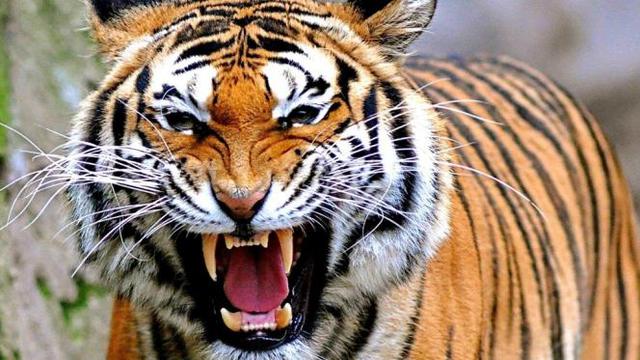 Remaja 12 Tahun Tewas Diduga Akibat Serangan Harimau Di Inhil