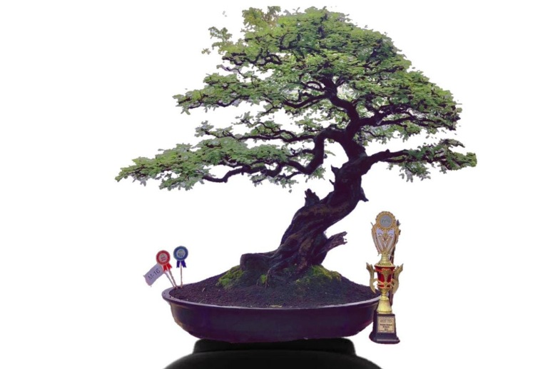 Berumur 25 Tahun dan Tinggi 110 cm, Pohon Bonsai Arabica Kompol Teddy Raih Kategori Best Ten Kelas M