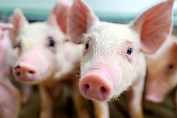 AS Cetak Sejarah Transplantasi Ginjal Babi Ke Manusia