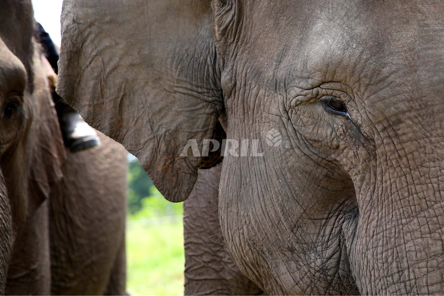 RAPP Turut Berpartisipasi Melindungi Gajah Sumatera yang Hampir Punah