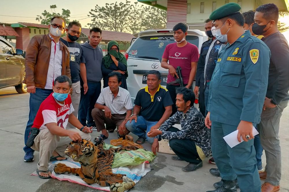 Empat Pedagang Kulit Harimau Ditangkap di SPBU Simpang Kubang