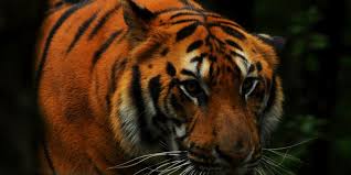 Hendak Perbaiki Genset, Seorang Remaja Diterkam Harimau Hingga Tewas